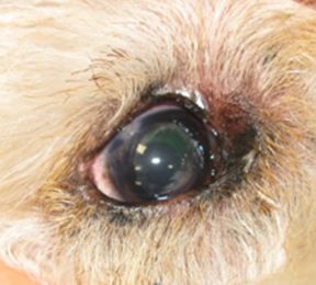 Close up of right eye 7 weeks after cataract surgery